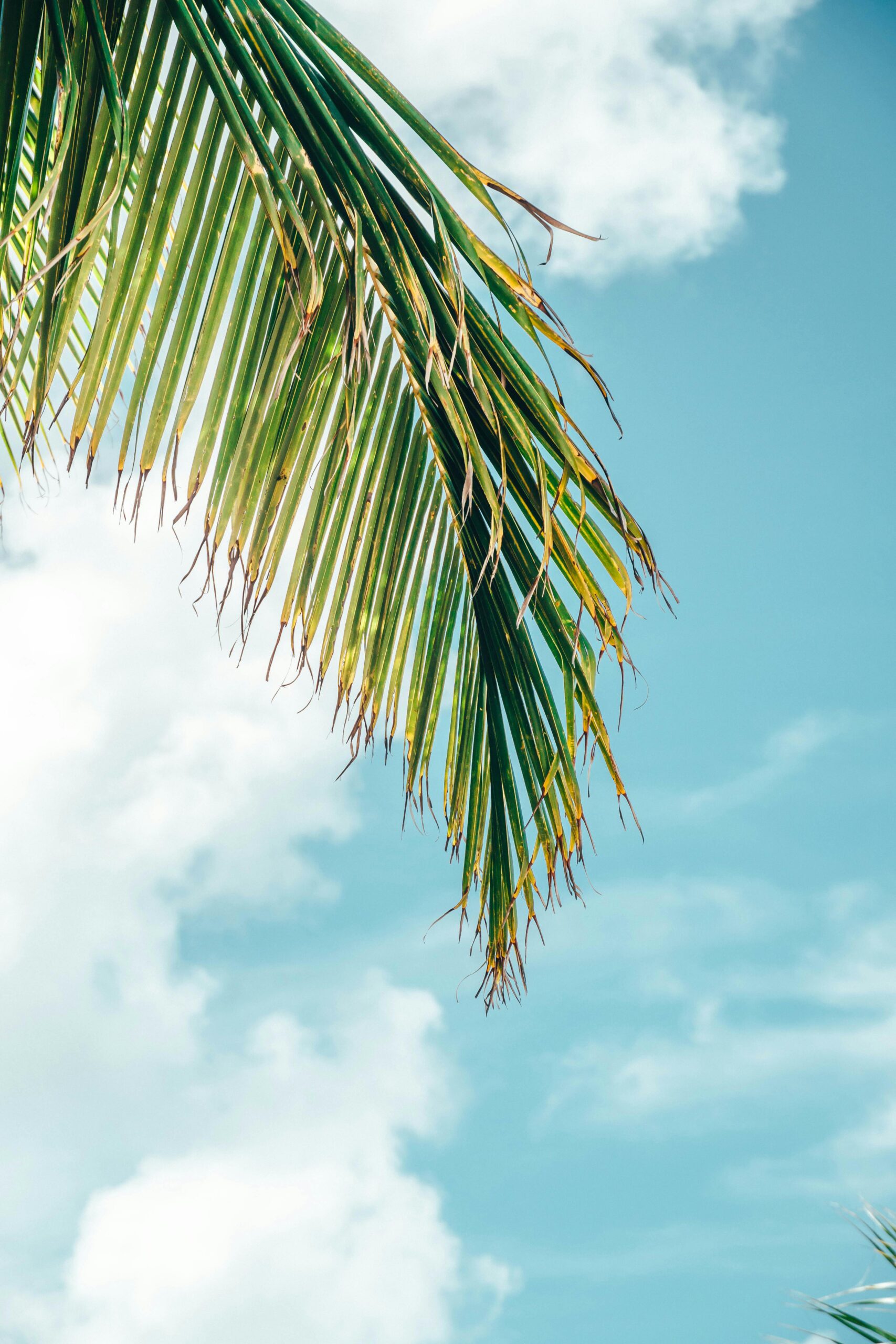 pexels-alialcantara-11145296
